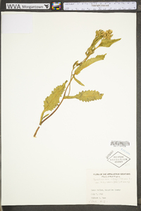 Parthenium integrifolium var. integrifolium image