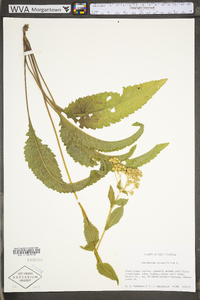 Parthenium integrifolium image