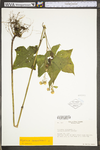 Polymnia canadensis image