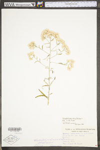 Pseudognaphalium obtusifolium subsp. obtusifolium image