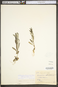 Pseudognaphalium obtusifolium subsp. obtusifolium image