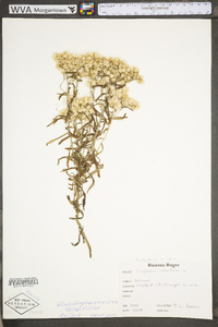 Pseudognaphalium obtusifolium subsp. obtusifolium image