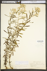 Pseudognaphalium obtusifolium subsp. obtusifolium image
