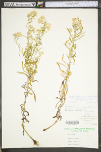 Pseudognaphalium obtusifolium subsp. obtusifolium image