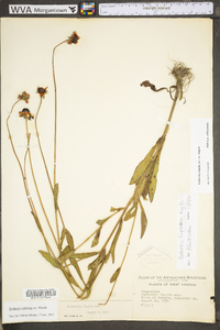 Rudbeckia fulgida image