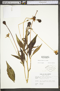 Rudbeckia fulgida var. fulgida image