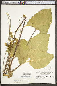 Silphium compositum var. reniforme image