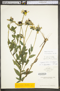 Rudbeckia hirta var. hirta image