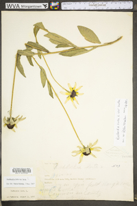 Rudbeckia hirta var. hirta image