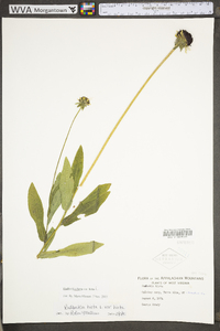 Rudbeckia hirta var. hirta image