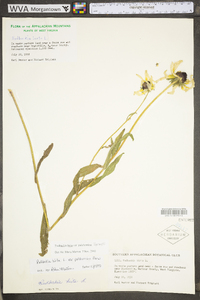 Rudbeckia hirta var. pulcherrima image