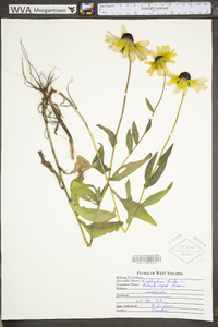 Rudbeckia hirta var. hirta image