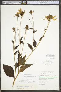 Rudbeckia laciniata var. laciniata image