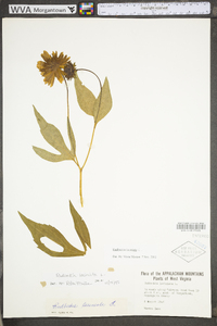 Rudbeckia laciniata var. laciniata image