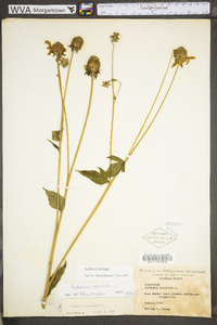 Rudbeckia laciniata var. laciniata image