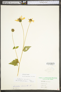 Rudbeckia laciniata var. laciniata image