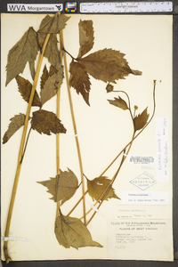 Rudbeckia laciniata var. laciniata image