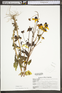 Rudbeckia triloba var. triloba image