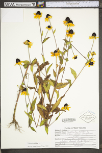 Rudbeckia triloba image