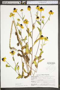 Rudbeckia triloba var. triloba image