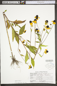 Rudbeckia triloba var. triloba image