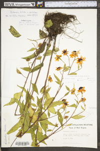 Rudbeckia triloba image