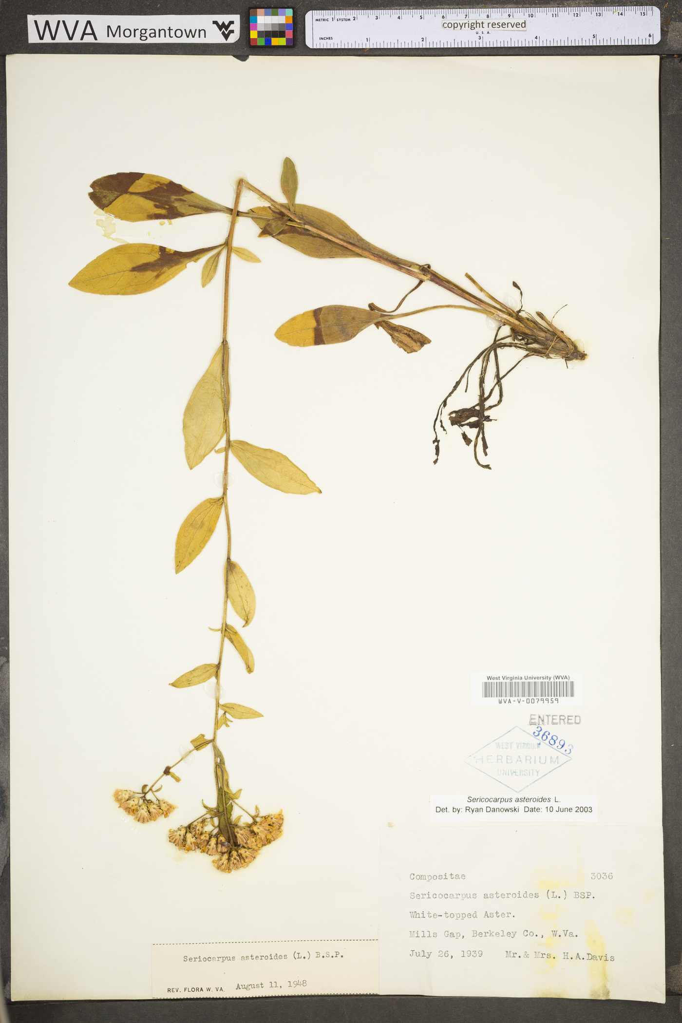 Sericocarpus asteroides image