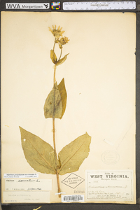 Silphium perfoliatum image