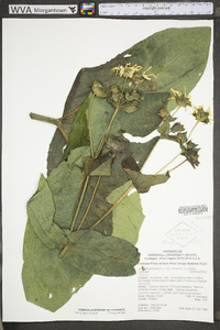 Silphium perfoliatum image