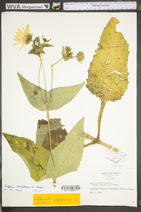 Silphium perfoliatum image