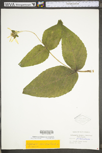 Silphium perfoliatum var. connatum image