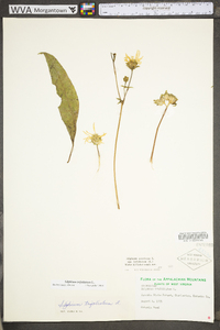 Silphium asteriscus var. trifoliatum image