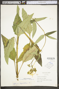 Silphium asteriscus image