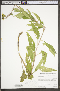 Silphium asteriscus image