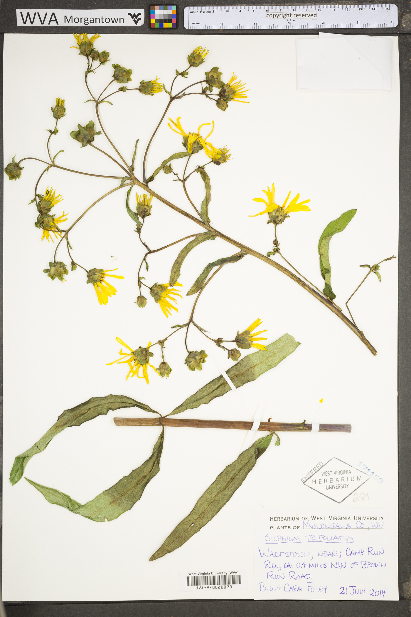 Silphium asteriscus var. trifoliatum image