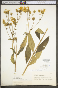 Silphium asteriscus var. trifoliatum image