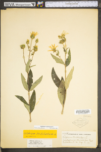 Silphium asteriscus image