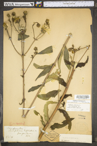 Silphium asteriscus var. trifoliatum image