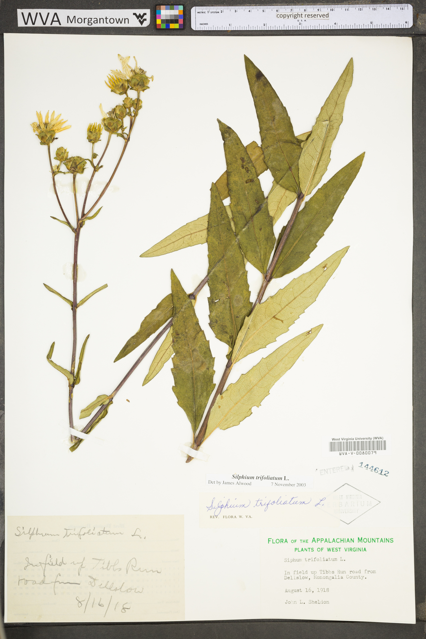 Silphium asteriscus var. trifoliatum image