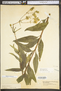 Silphium asteriscus var. trifoliatum image