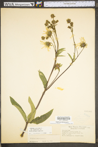 Silphium asteriscus var. trifoliatum image