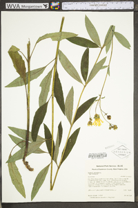 Silphium asteriscus var. trifoliatum image