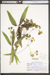 Silphium asteriscus var. trifoliatum image