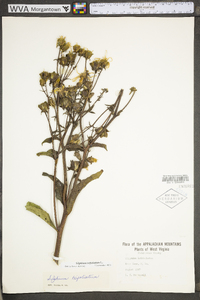 Silphium asteriscus var. trifoliatum image