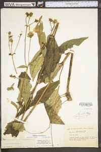 Silphium asteriscus var. trifoliatum image