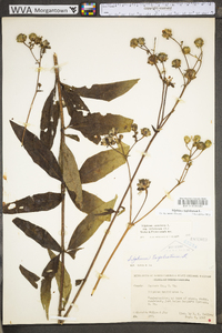 Silphium asteriscus var. trifoliatum image