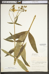 Silphium asteriscus image