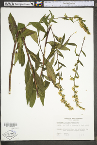 Solidago arguta var. arguta image