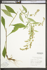 Solidago arguta var. arguta image