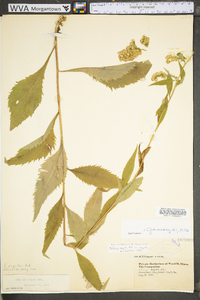 Solidago arguta var. arguta image